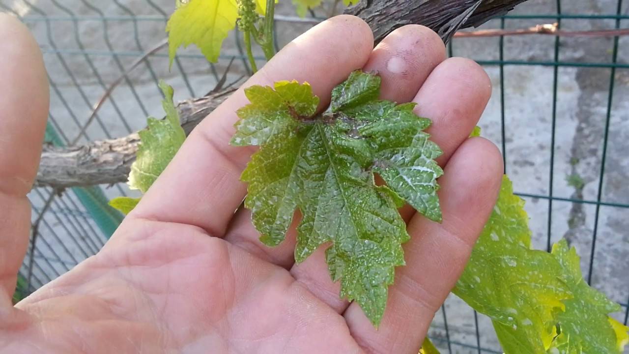 Выпуклые пятна на листьях винограда: причины появления, как бороться