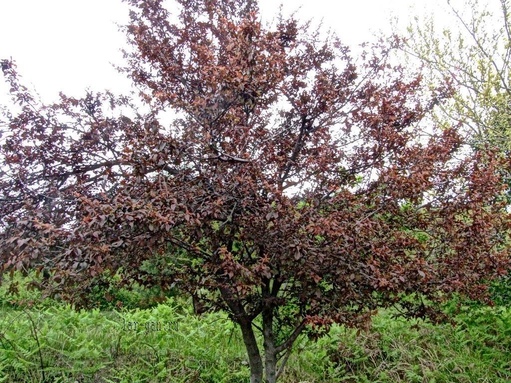 Алыча лама: описание и характеристика сорта с красными листьями