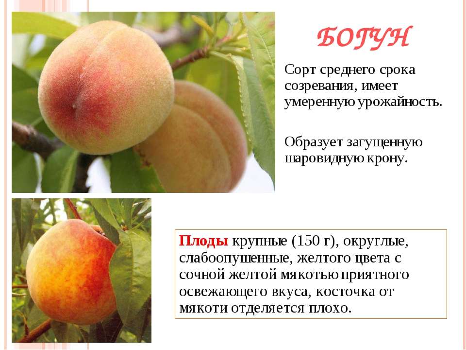 Описание сортов и полезные свойства инжирного персика, технология выращивания