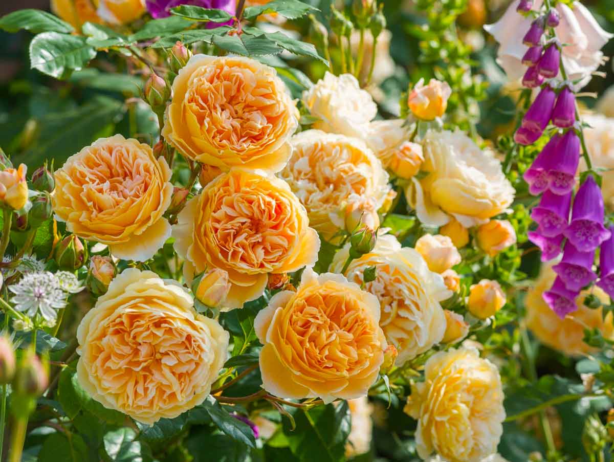 Английские розы дэвида остина: сорта и особенности выращивания