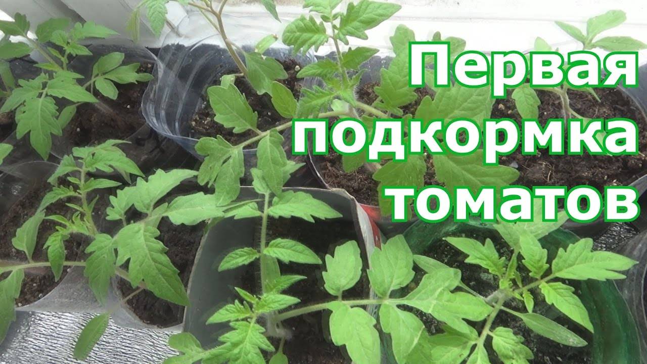Чем подкормить томаты после пикировки народными средствами и когда