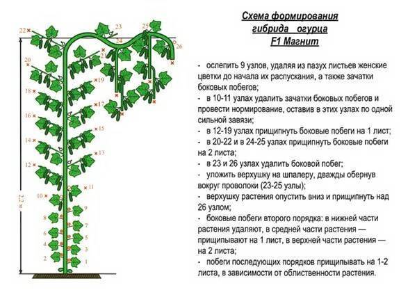 ᐉ схема посадки огурцов на шпалере в открытом грунте - ogorod-u-doma.ru