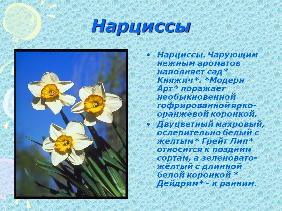 ♥интересные сорта нарциссов♥ ~ литература (репортаж) ~ beesona.ru