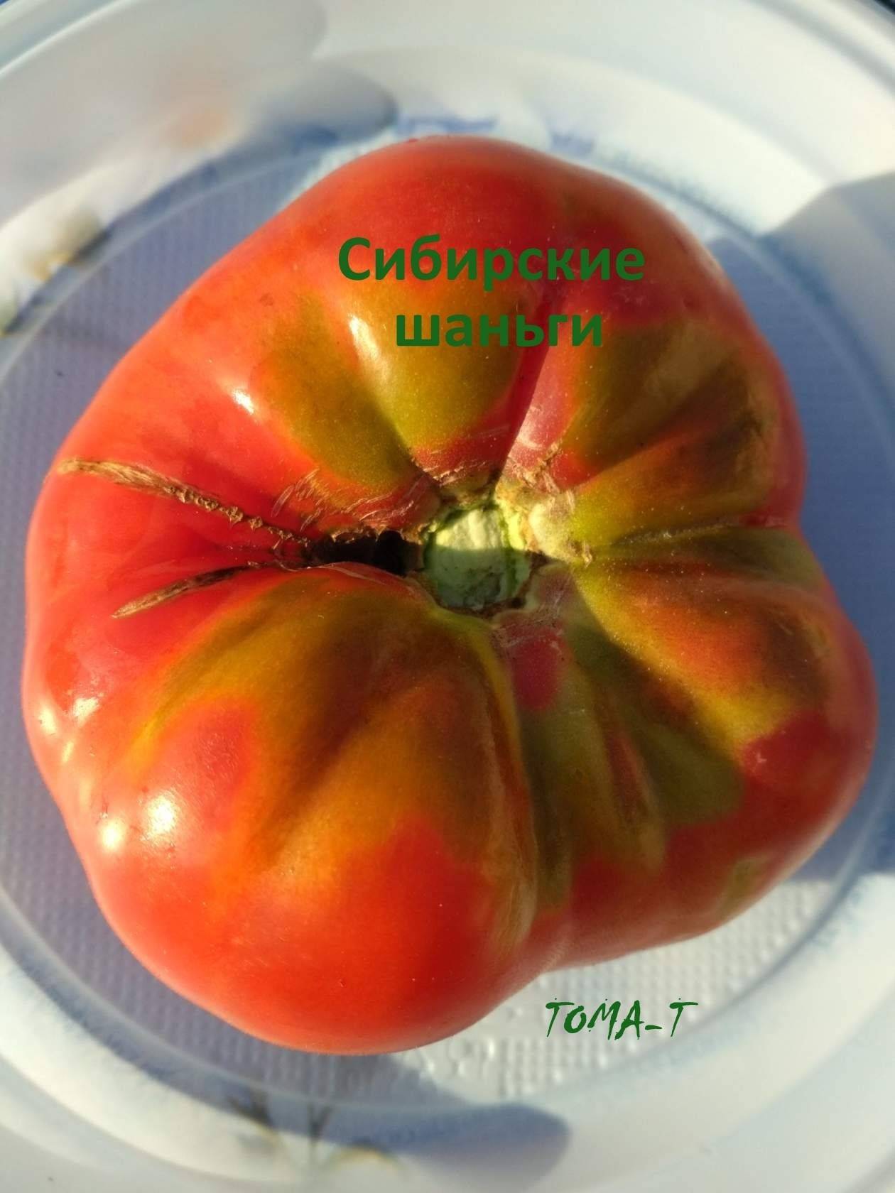 Томат сибирские шаньги: описание сорта, отзывы, фото, урожайность