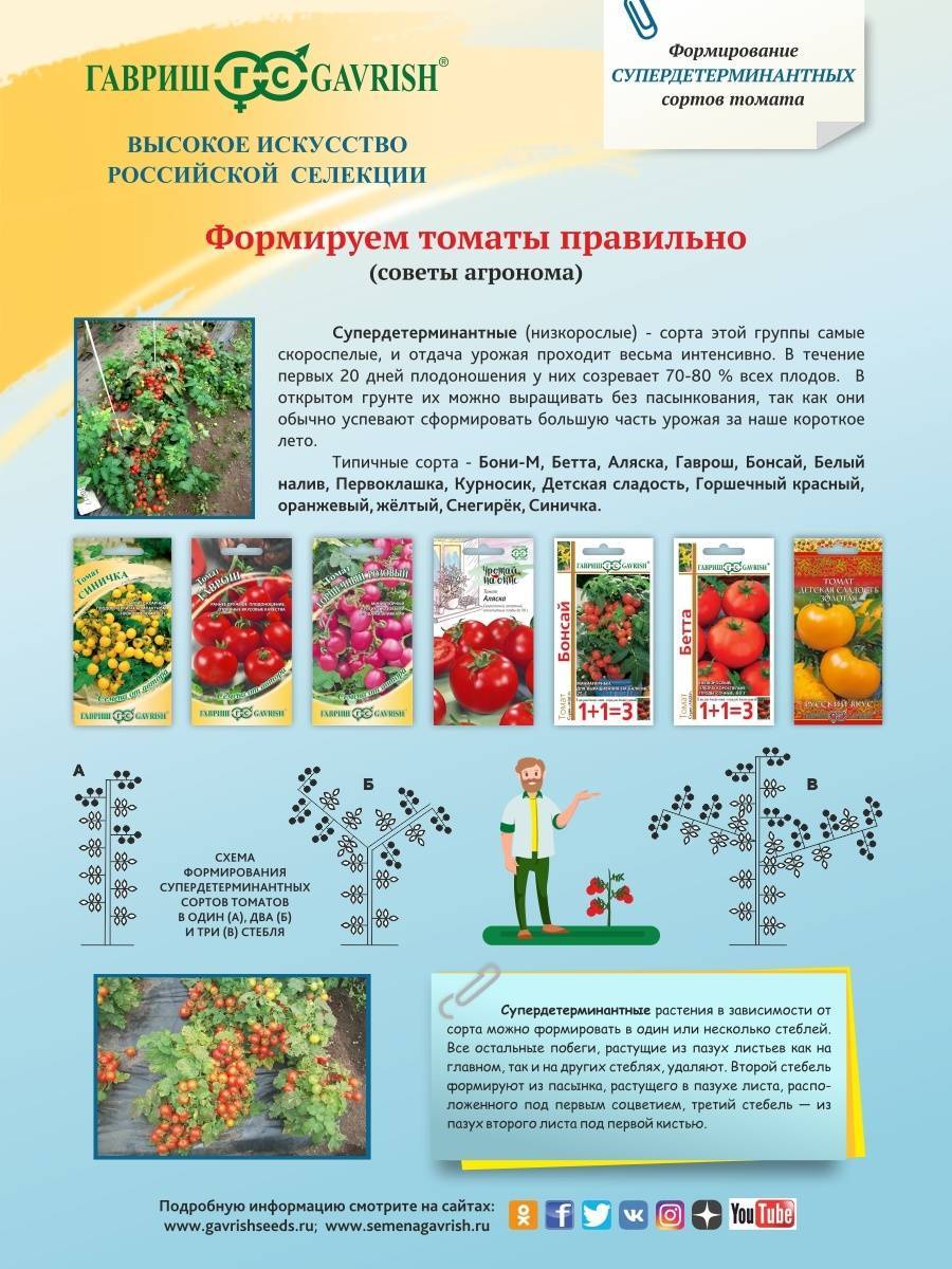 Характеристика супердетерминантного томата Горшечный красный и способ выращивания сорта