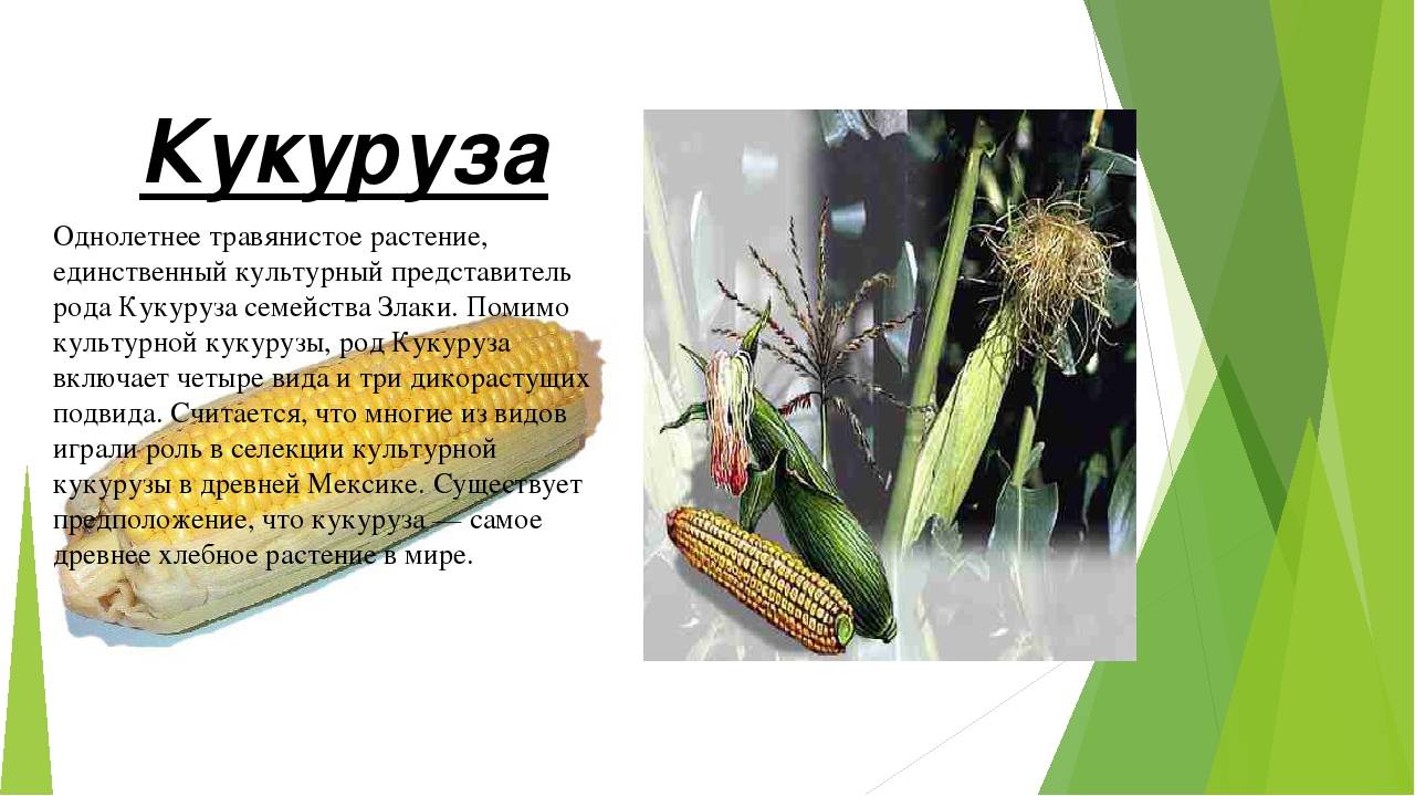 Кукуруза овощ или фрукт: к какому семейству и виду относится