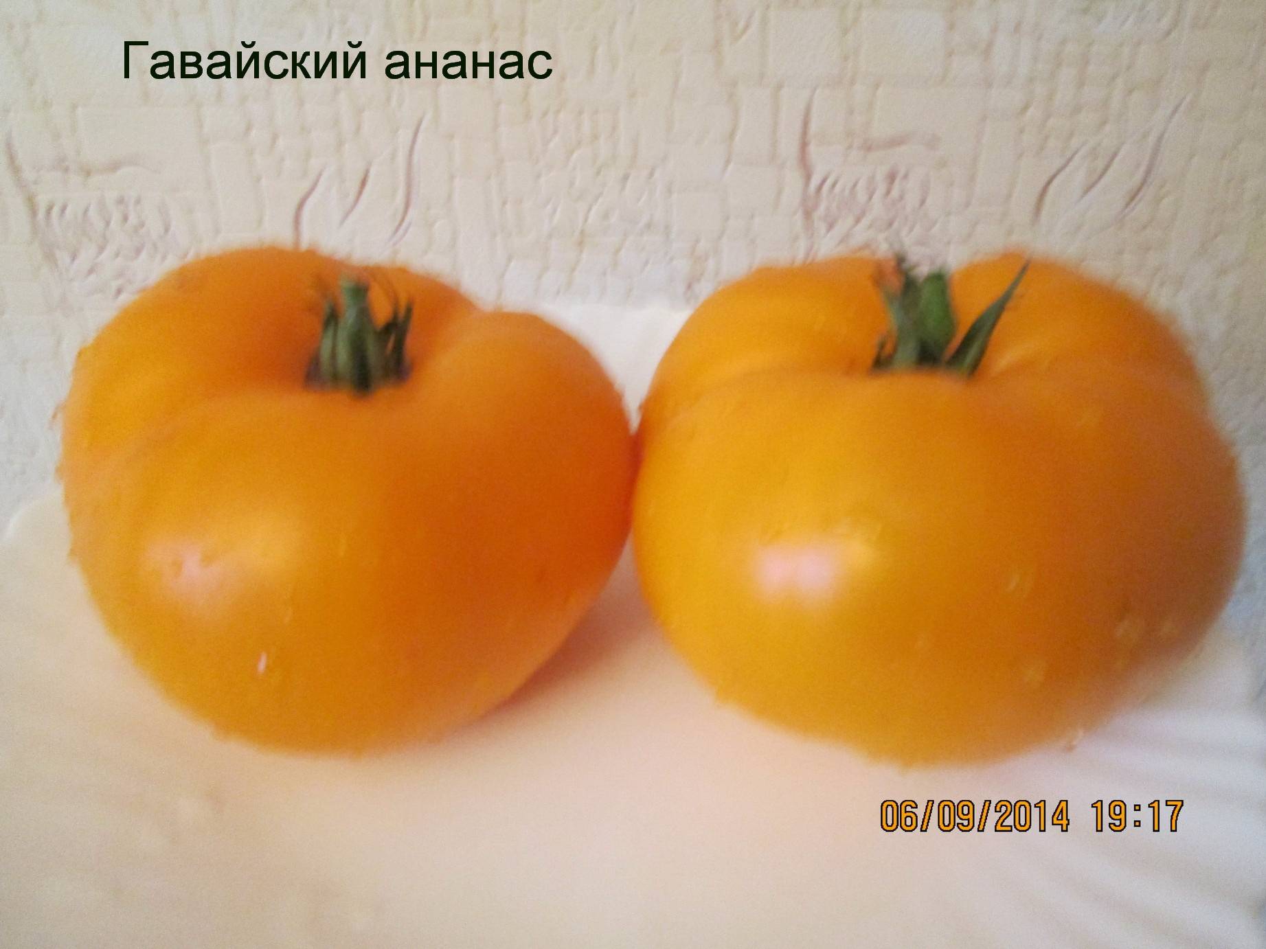 ✅ томат ананас гавайский — описание сорта, отзывы, урожайность - cvetochki-penza.ru