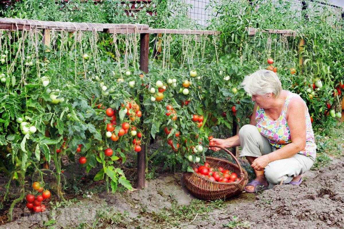 Как вырастить помидоры в открытом грунте в подмосковье