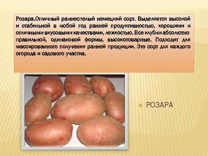 ᐉ сорт картофеля розара – описание и фото - roza-zanoza.ru
