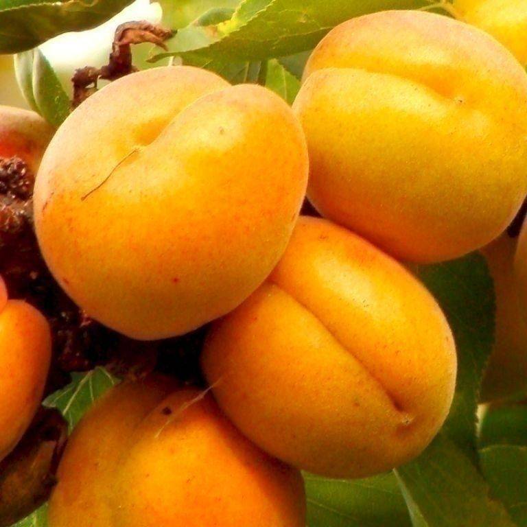 Подробно об армянском сорте абрикосов шалах: выращивание и период созревания