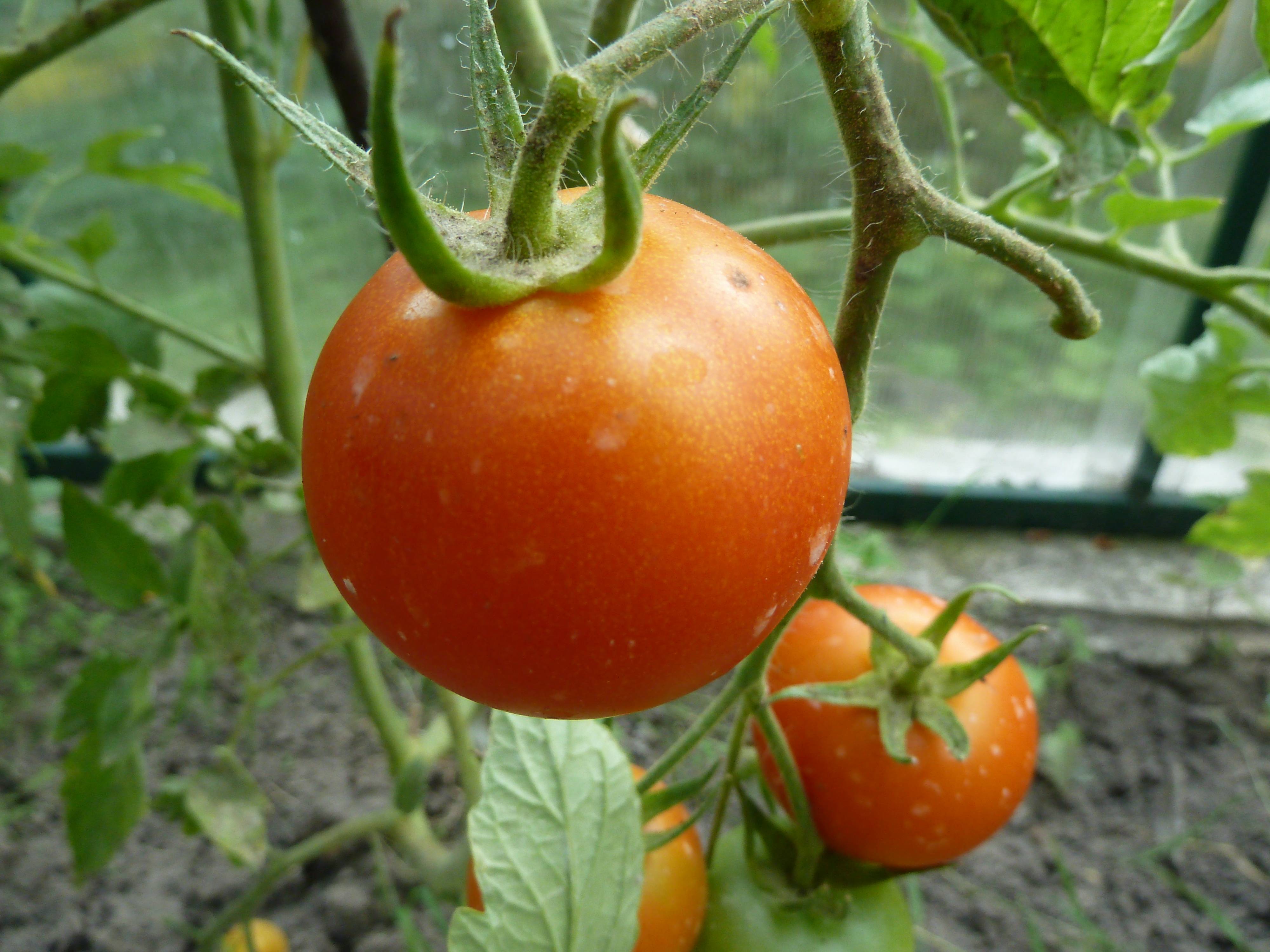 Самые лучшие сорта томатов для открытого грунта для средней полосы и не только