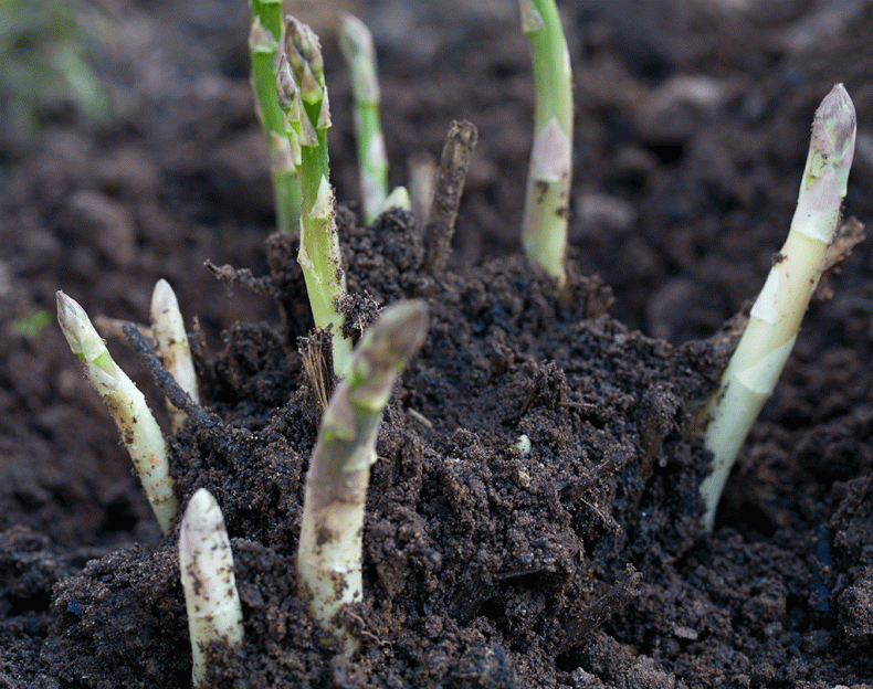 Как растет спаржа: выращивание и уход в открытом грунте