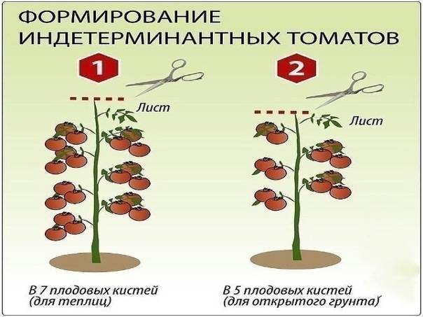 Как формировать помидоры в теплице и открытом грунте
