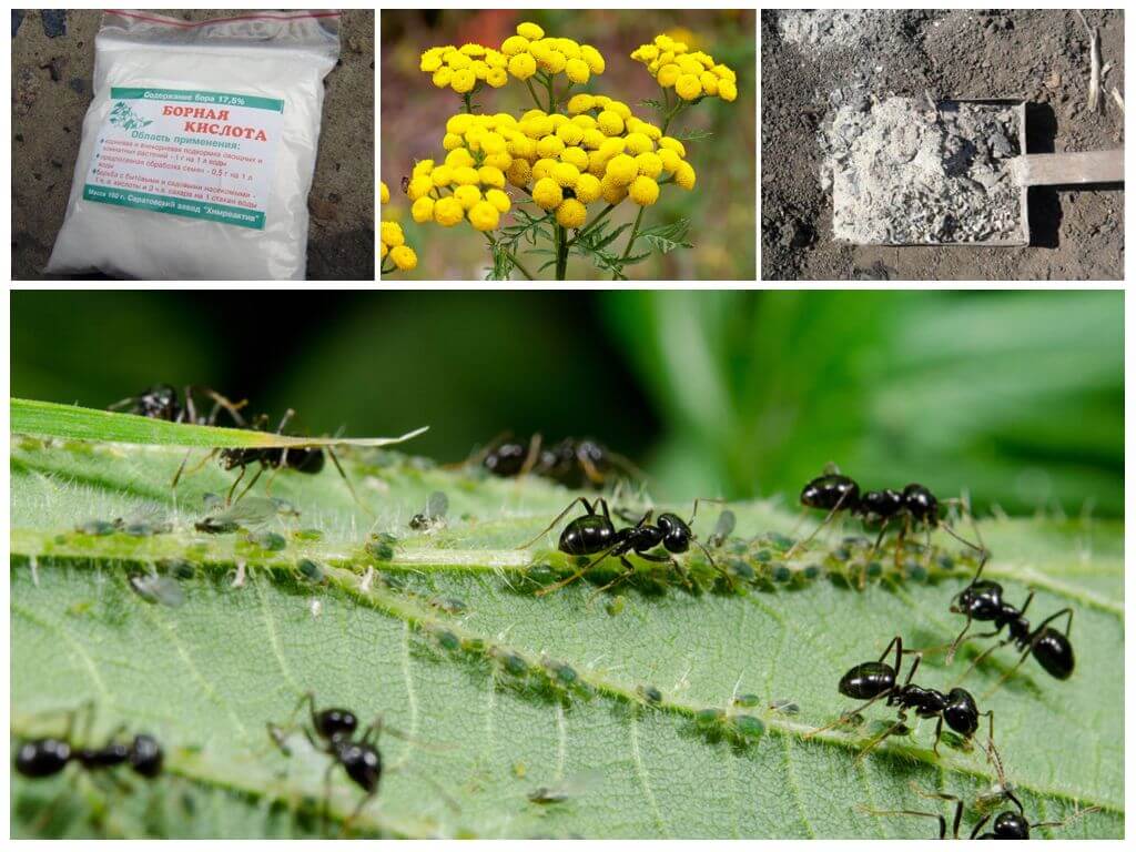 Можно ли навсегда избавиться от муравьев в теплице: самые эффективные способы борьбы, инсектициды и народные средства