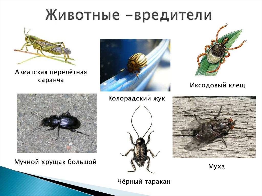 Естественные враги колорадского жука, какие птицы едят колорадского жука