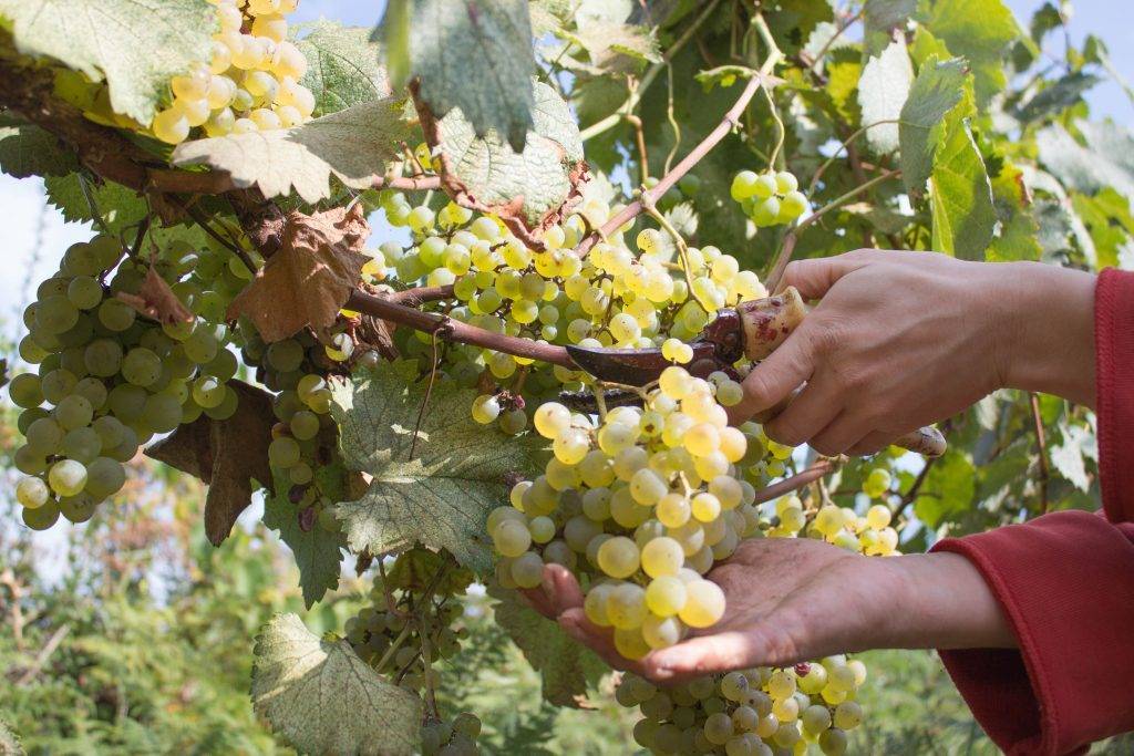 Описание сорта, отзывы и особенности выращивания винограда валек