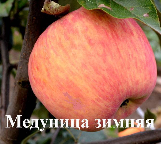 Яблоня "медуница": описание сорта, посадка, борьба с вредителями и фото selo.guru — интернет портал о сельском хозяйстве