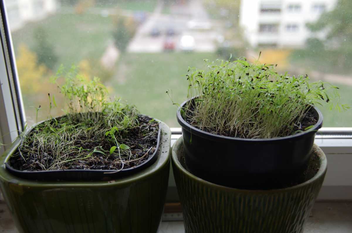 Как выращивать укроп на подоконнике: посадка в квартире зимой с фото и видео