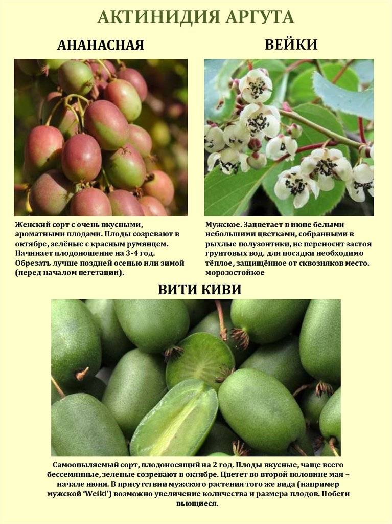 Актинидия коломикта: посадка и уход, особенности выращивания в том числе из семян, а также описание сортов с характеристикой и отзывами