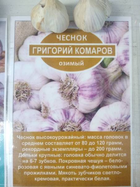 Описание сорта чеснока сибирский гигант, особенности выращивания и ухода - всё про сады