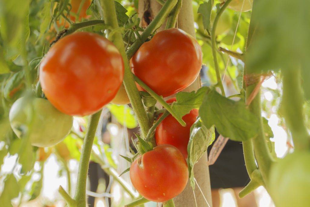 Характеристика и описание сорта томата санрайз, его урожайность