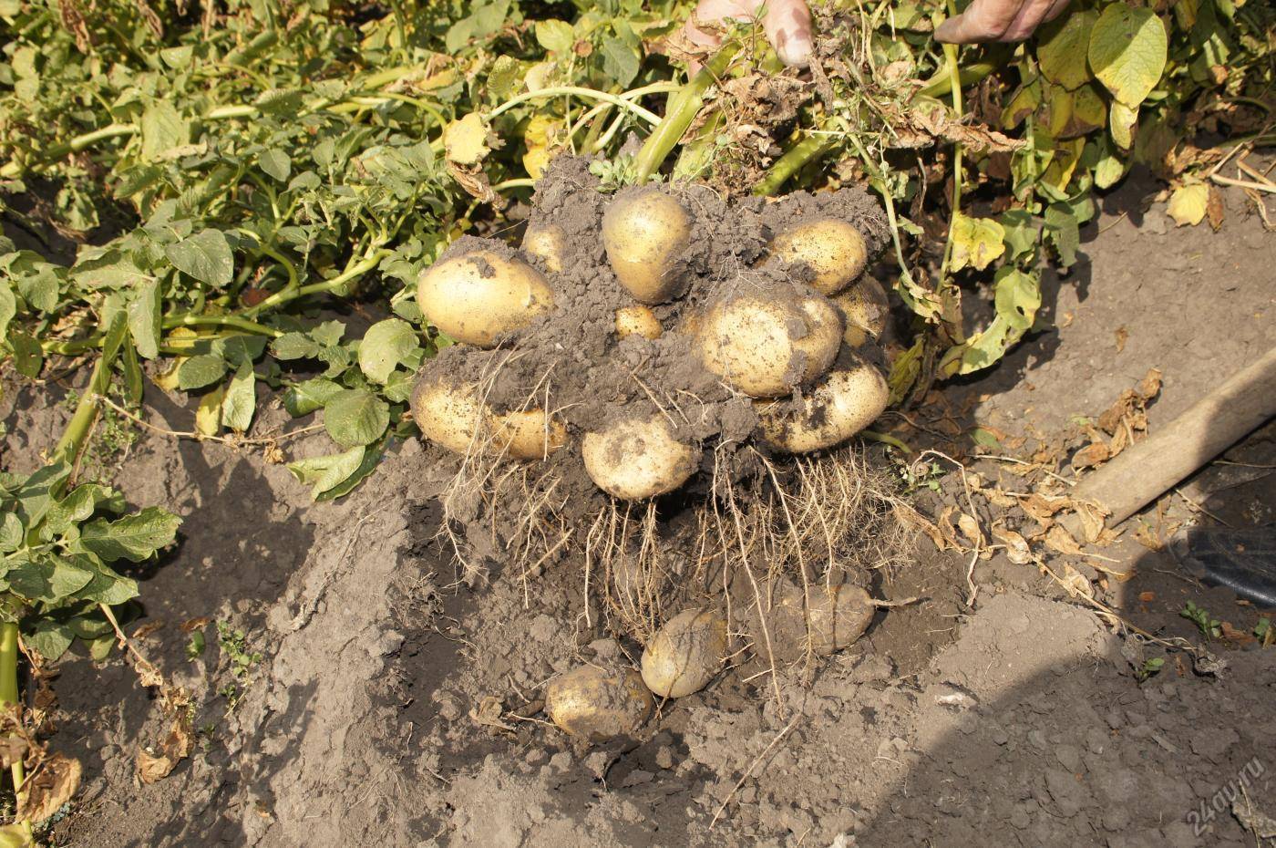 Картофель тулеевский: описание и характеристики сорта, выращивание и уход, отзывы с фото
