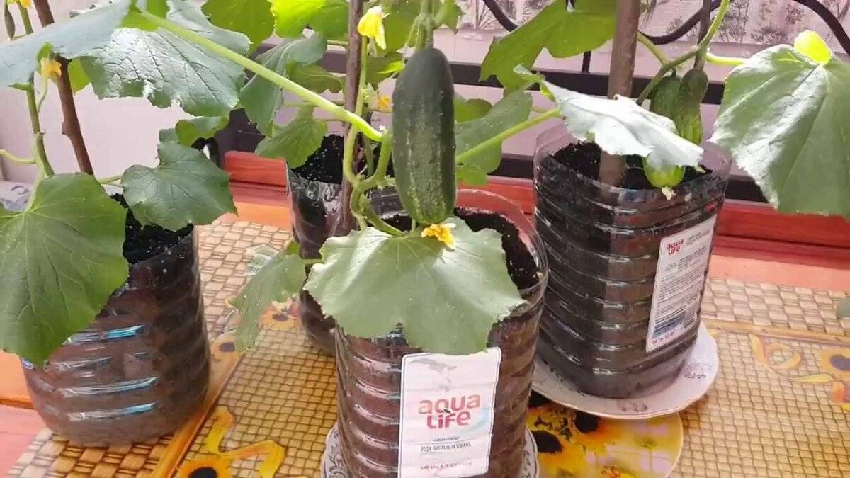 Посадка огурцов в 5-литровых бутылках: особенности выращивания в пластиковой таре, фото и видео о том, как посадить семена в пятилитровую емкость