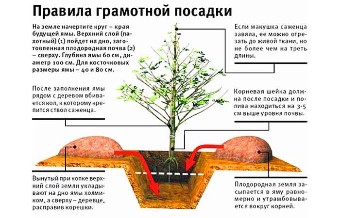 Пошаговая инструкция как вырастить яблоню из семечки своими руками