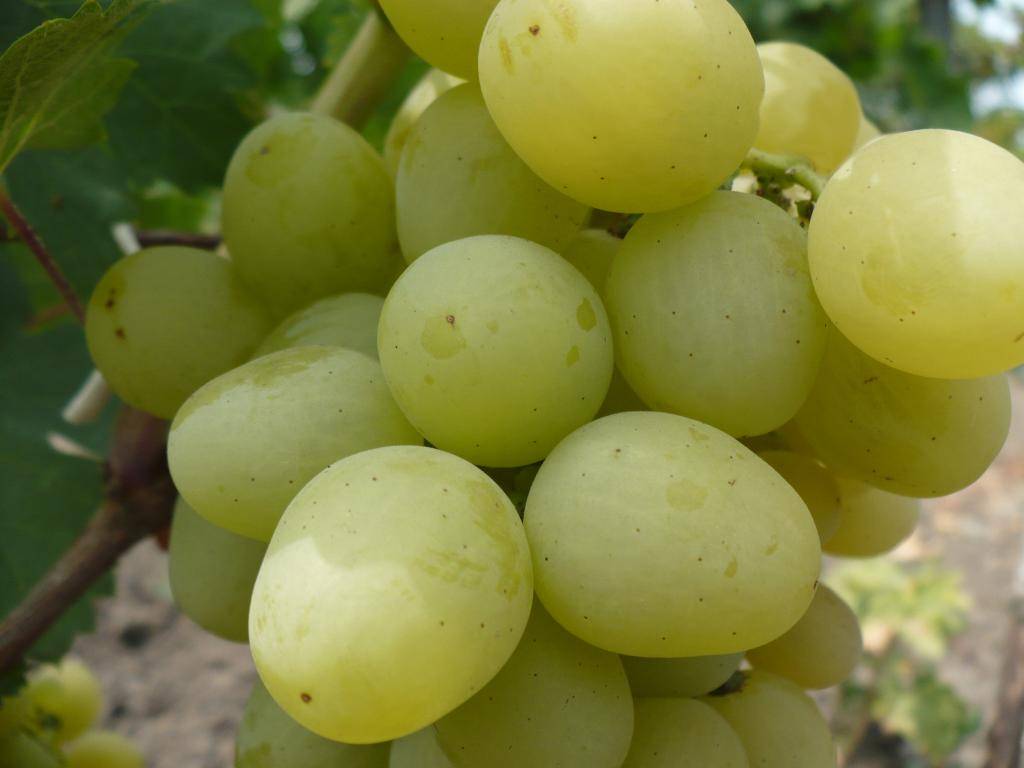 Сорт винограда богатяновский: описание качеств и свойств, отзывы садоводов, особенности возделывания