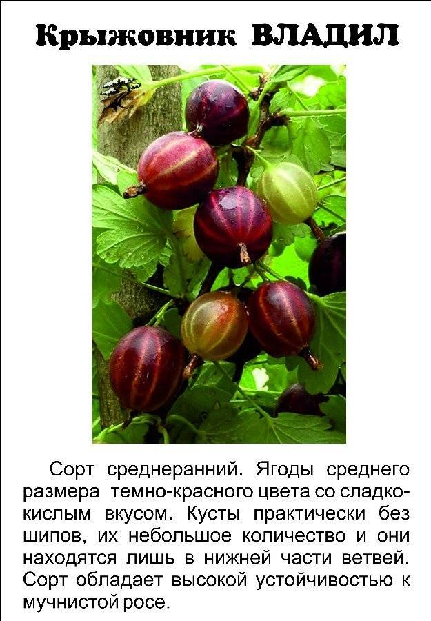Крыжовник финский (красный, зеленый, желтый): описание сорта, отзывы о нем, характеристики кустов и ягод