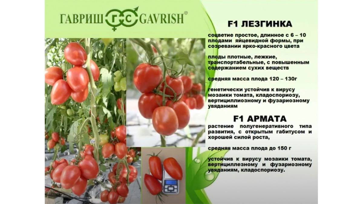 Томат львович f1: описание гибрида помидоров, отзывы о нем, преимущества и недостатки, пошаговая инструкция по выращиванию