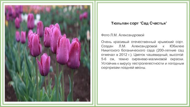 Как красиво посадить тюльпаны