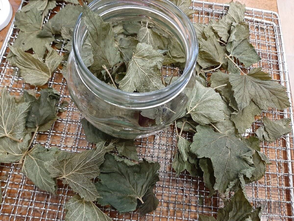 Когда собирать листья малины в 2022 году для чая: полезные советы, как превратить листья малины в заварку