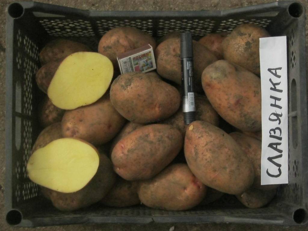 Сорт картофеля славянка: характеристика и описание вида, а также фото и правила ухода, советы по выращиванию