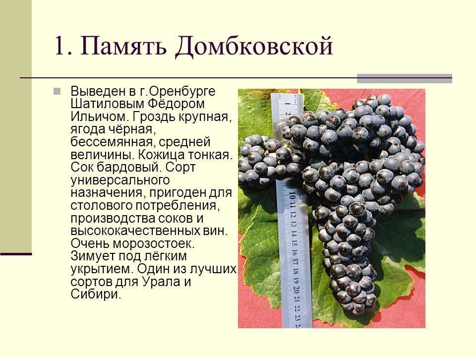 Сорт винограда памяти учителя: фото, отзывы, описание, характеристики.