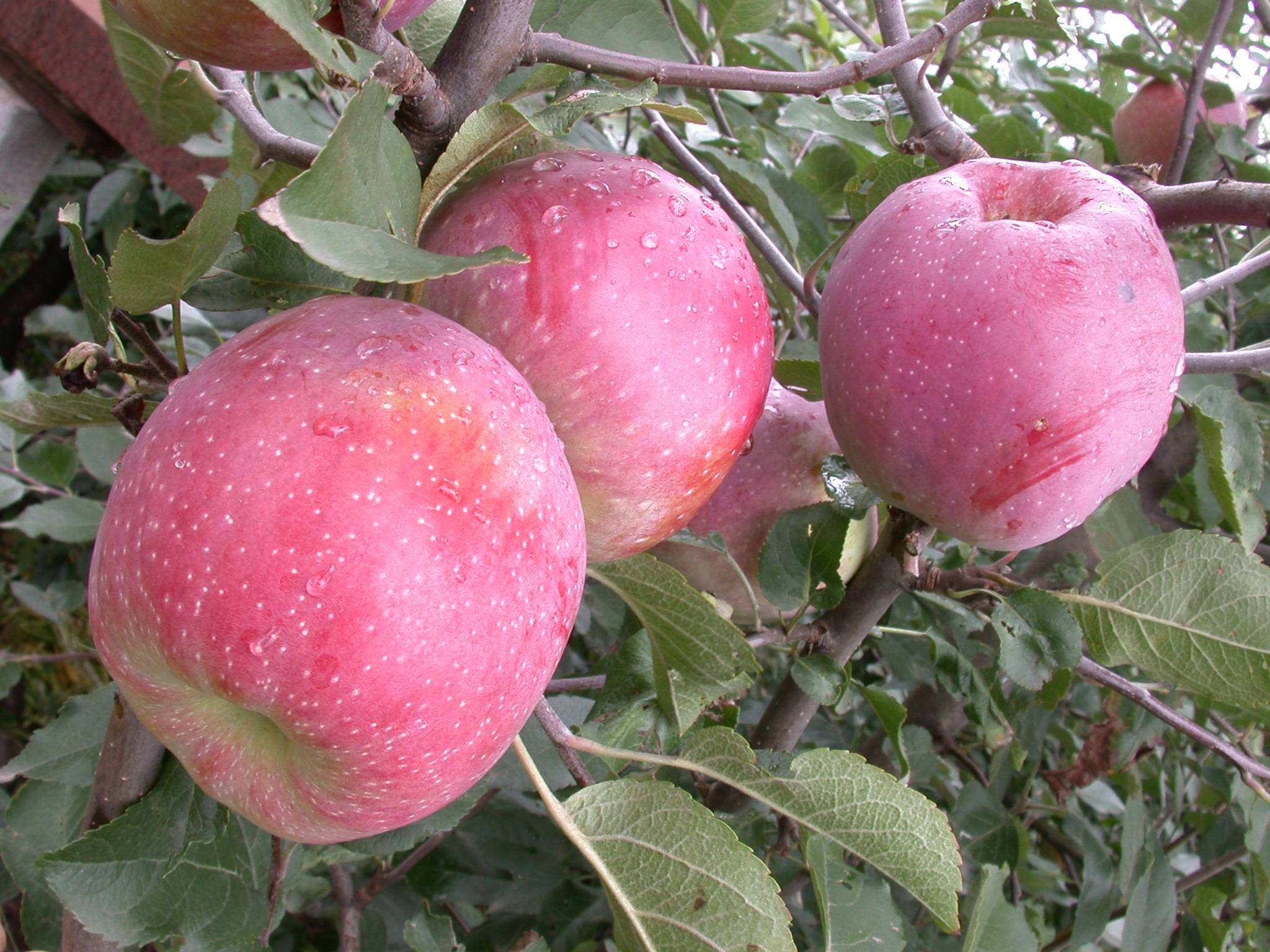 Яблоня горнист: описание и характеристики сорта, тонкости выращивания, отзывы