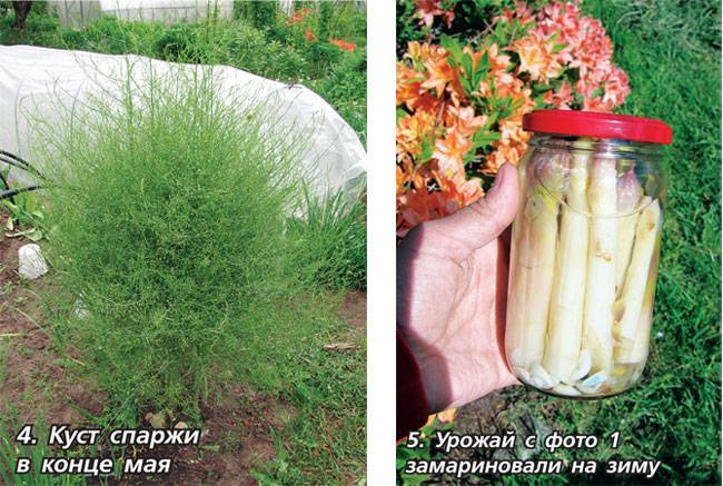 Спаржа - выращивание из семян, фото, посадка на открытый грунт