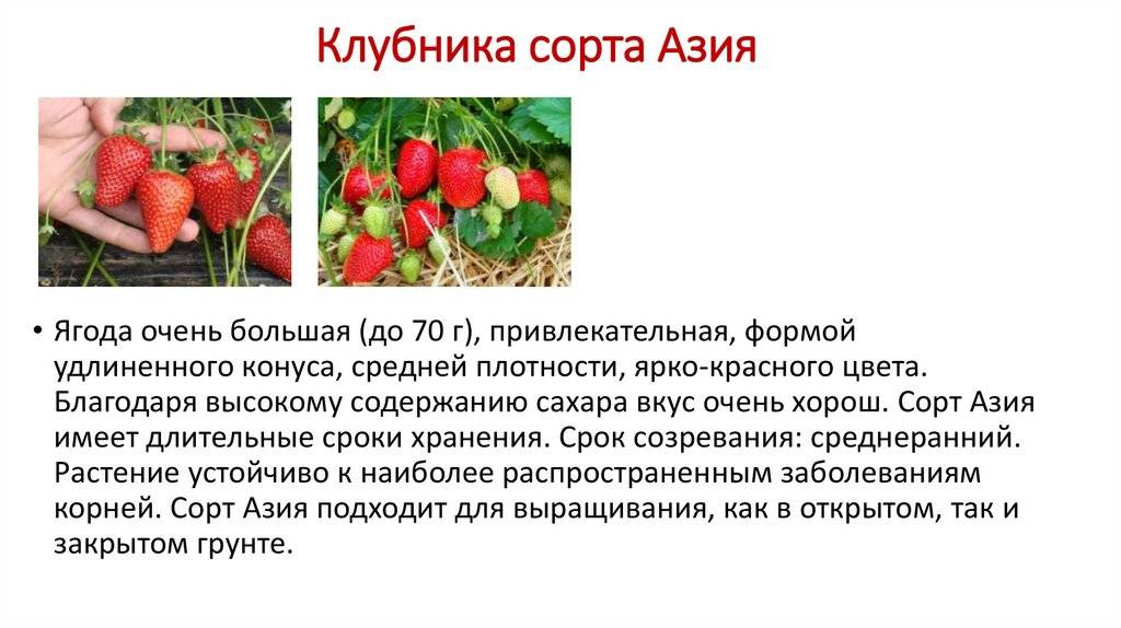 Клубника кимберли: описание сорта, фото, отзывы садоводов