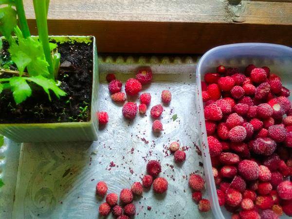 Как получить семена малины из ягод? размножение малины семенами