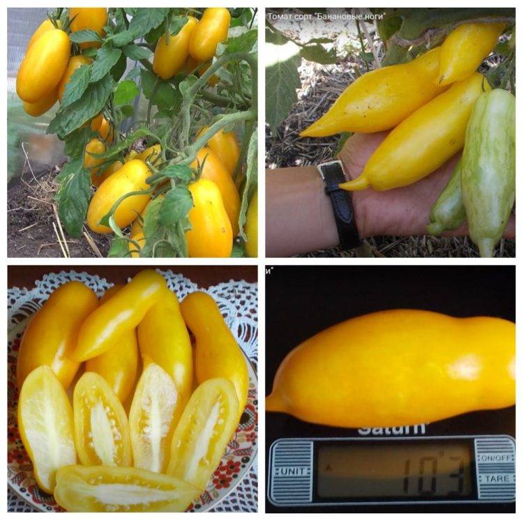 Томат банановые ноги: описание сорта, фото, отзывы, урожайность