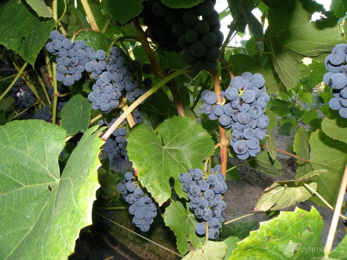 Характеристика и описание винограда сорта зилга, агротехника выращивания