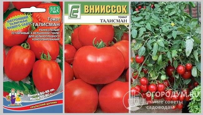 Ампельные помидоры: 7 лучших сортов, выращивание, болезни