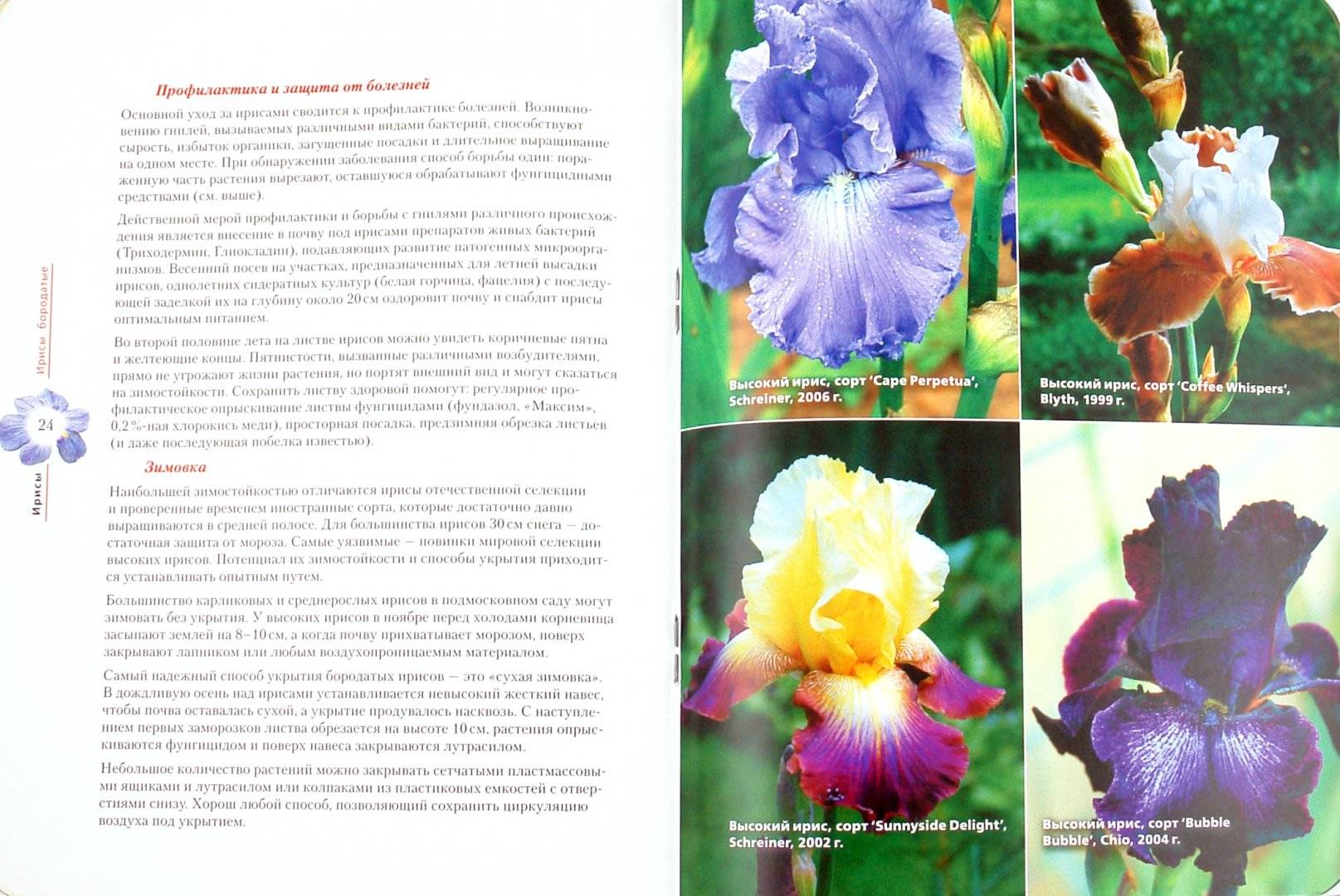 Ирис карликовый: разновидности сортов с фото и названиями, посадка и уход за цветами