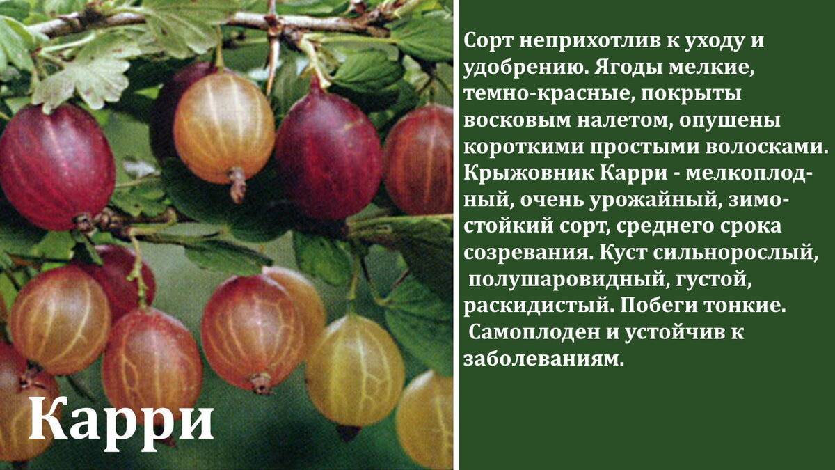 Крыжовник русский желтый – описание сорта, фото, отзывы