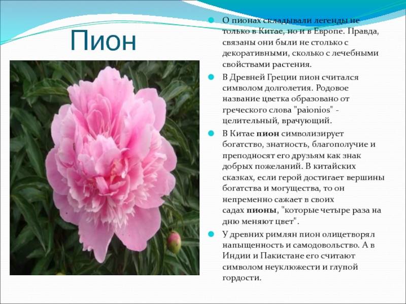ᐉ пион уклоняющийся - полезные свойства, описание - roza-zanoza.ru