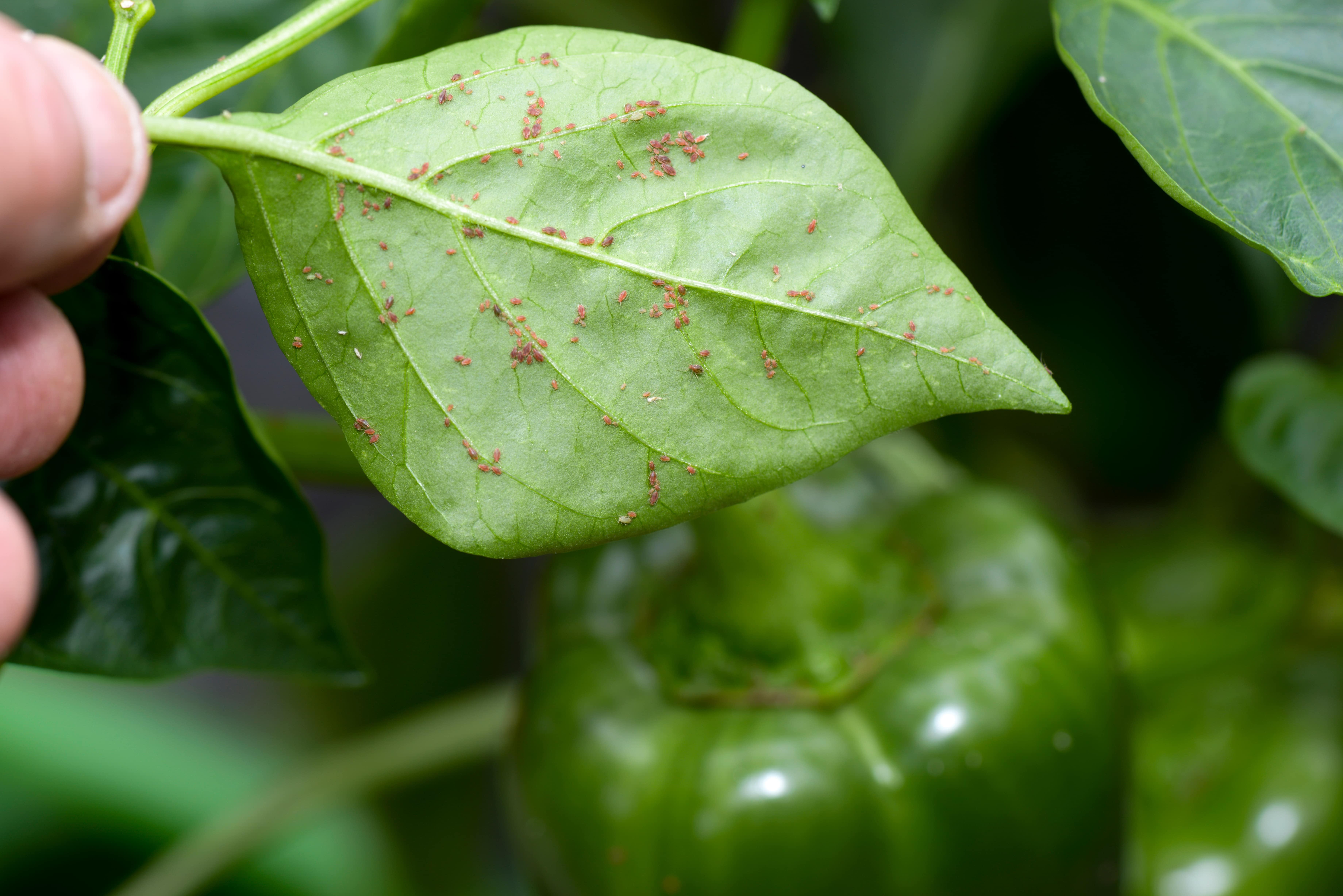 Вредители рассады перца сладкого и борьба с ними фото листьев лечение