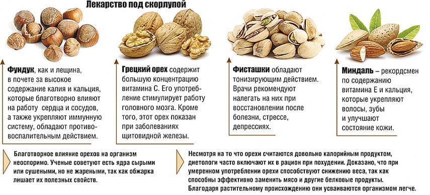Как растет фундук, правила посадки и размножения ореха