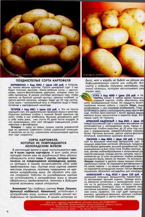 Характеристика, описание, урожайность, отзывы и фото сорта картофеля «латона».