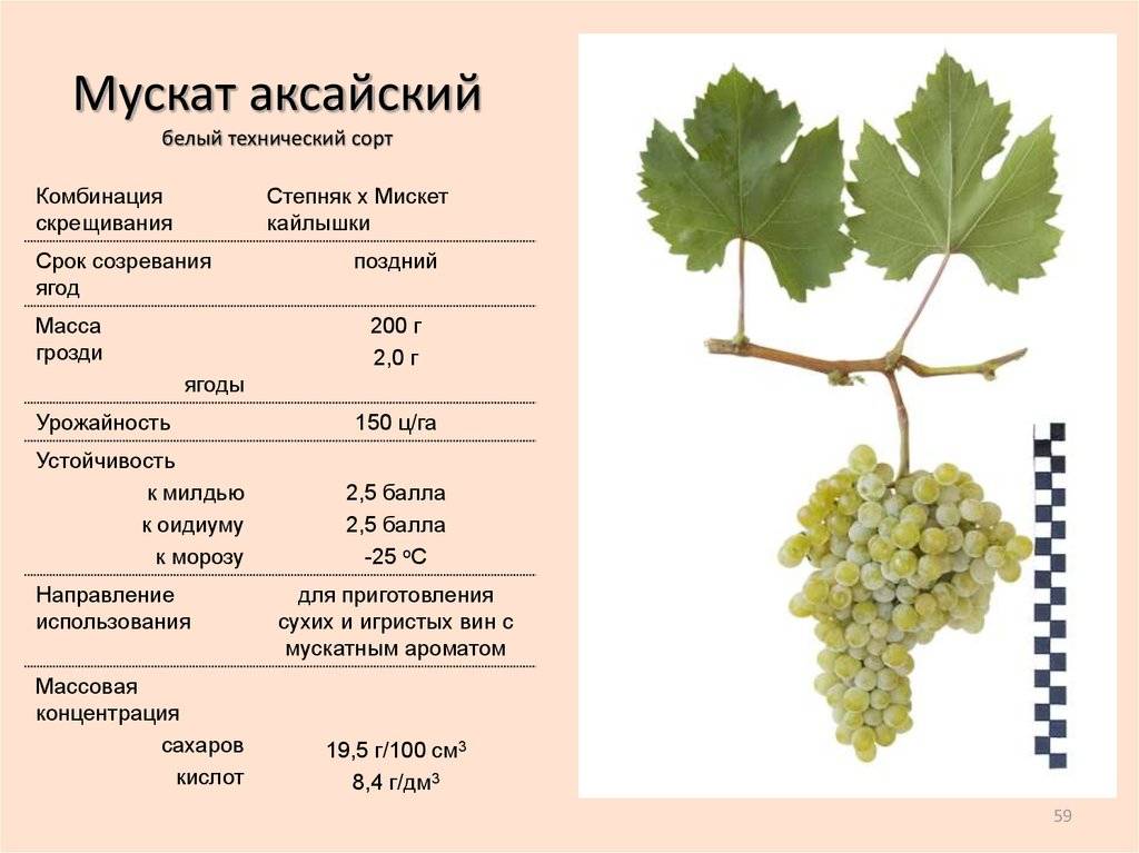 О винограде сорта академик: описание, фото-галерея и отзывы