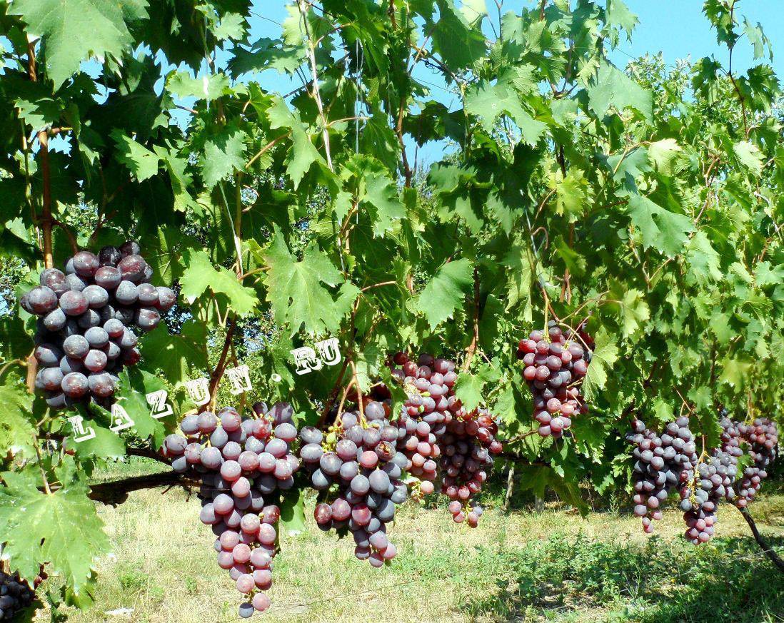 Виноград "низина": описание сорта, фото, видео